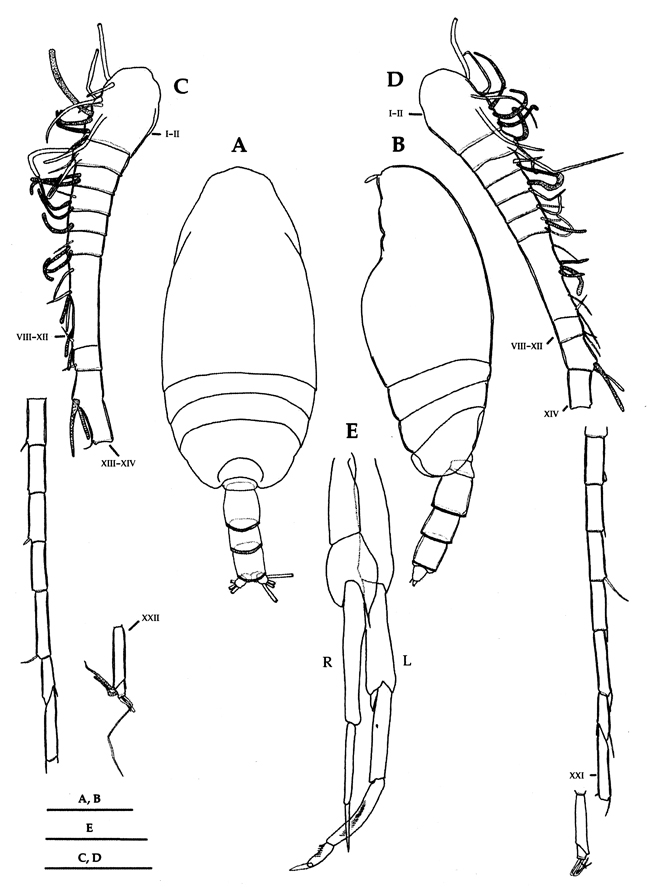 Espce Scolecithricella nicobarica - Planche 6 de figures morphologiques
