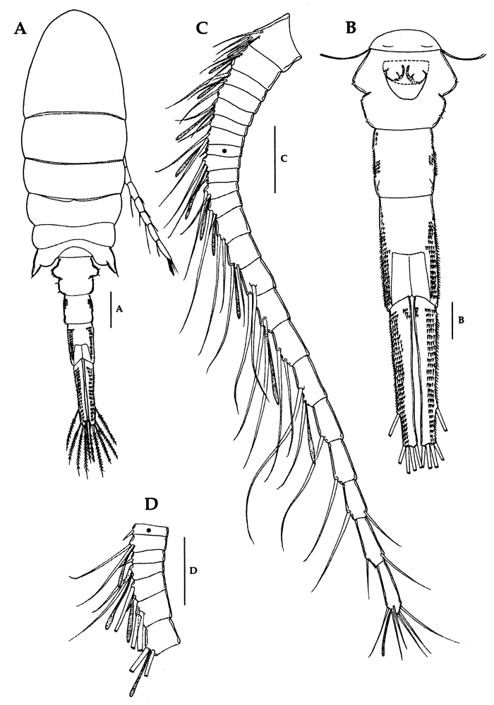Species Eurytemora composita - Plate 5 of morphological figures