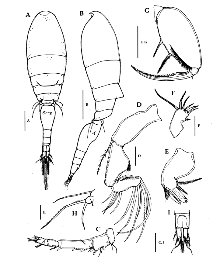 Species Triconia borealis - Plate 13 of morphological figures