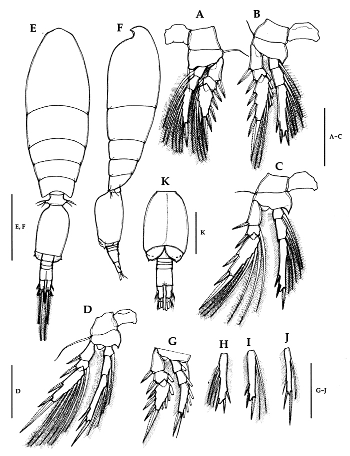 Espce Triconia borealis - Planche 14 de figures morphologiques