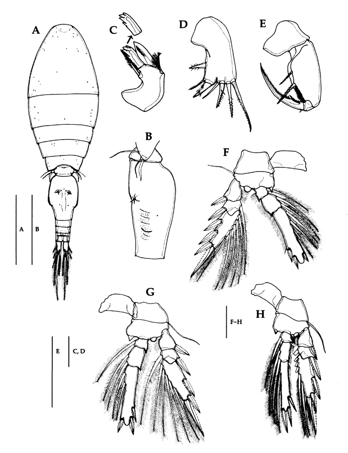 Espce Triconia umerus - Planche 12 de figures morphologiques