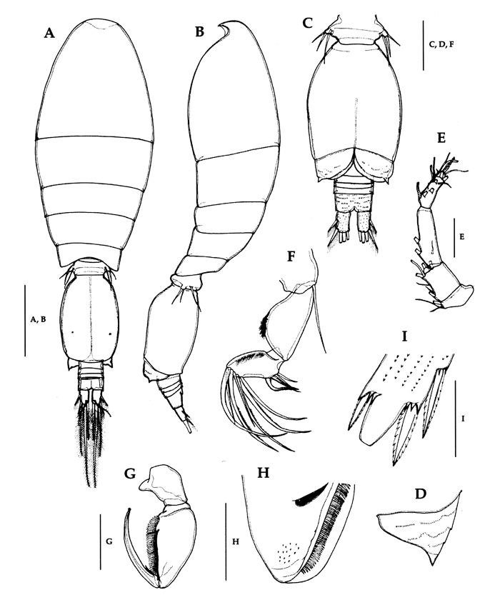Species Triconia umerus - Plate 13 of morphological figures