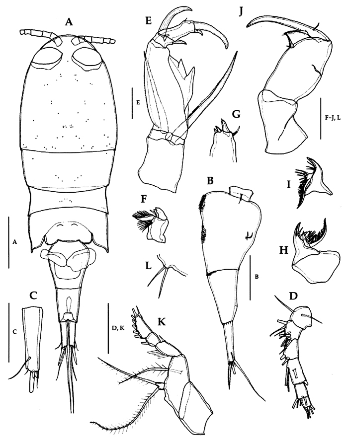 Species Corycaeus (Ditrichocorycaeus) andrewsi - Plate 18 of morphological figures