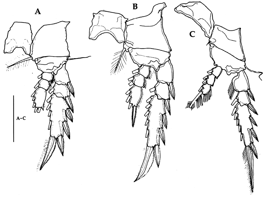 Species Corycaeus (Ditrichocorycaeus) andrewsi - Plate 19 of morphological figures