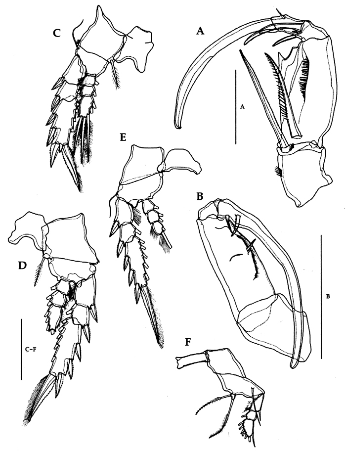 Espce Corycaeus (Ditrichocorycaeus) erythraeus - Planche 15 de figures morphologiques