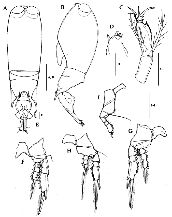 Espèce Farranula gibbula - Planche 25 de figures morphologiques