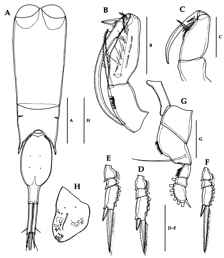 Espèce Farranula gibbula - Planche 26 de figures morphologiques