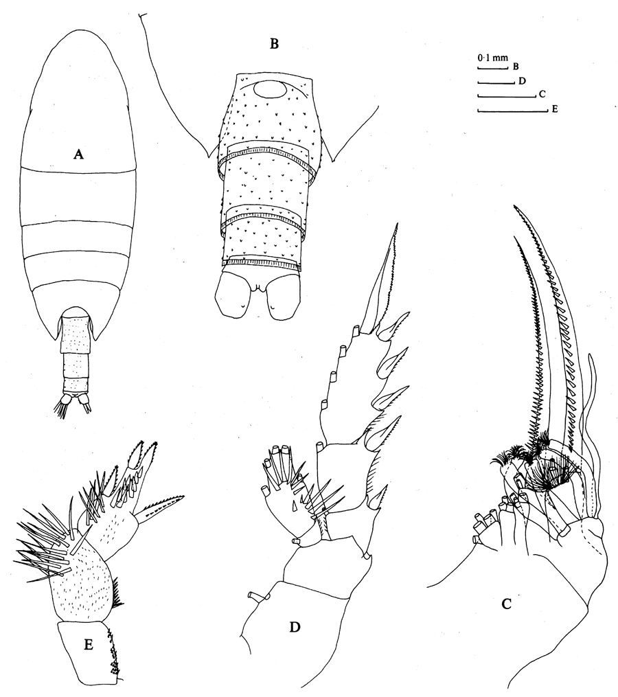 Espce Xanthocalanus penicillatus - Planche 4 de figures morphologiques