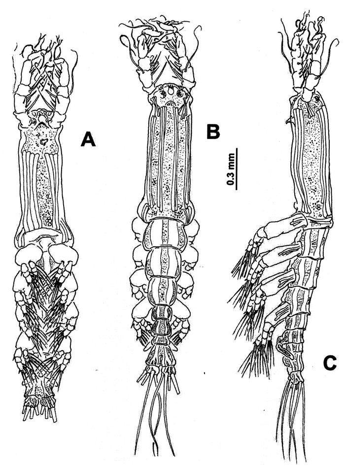 Espce Cymbasoma bullatum - Planche 7 de figures morphologiques