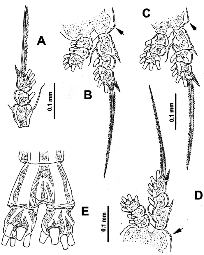 Species Cymbasoma bullatum - Plate 9 of morphological figures