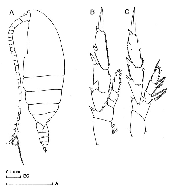 Espèce Undinula vulgaris - Planche 1 de figures morphologiques