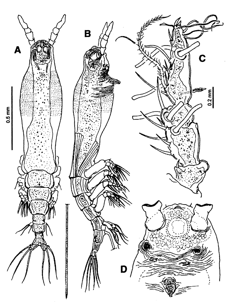 Espce Cymbasoma davisi - Planche 1 de figures morphologiques