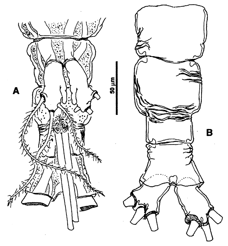 Species Cymbasoma davisi - Plate 4 of morphological figures