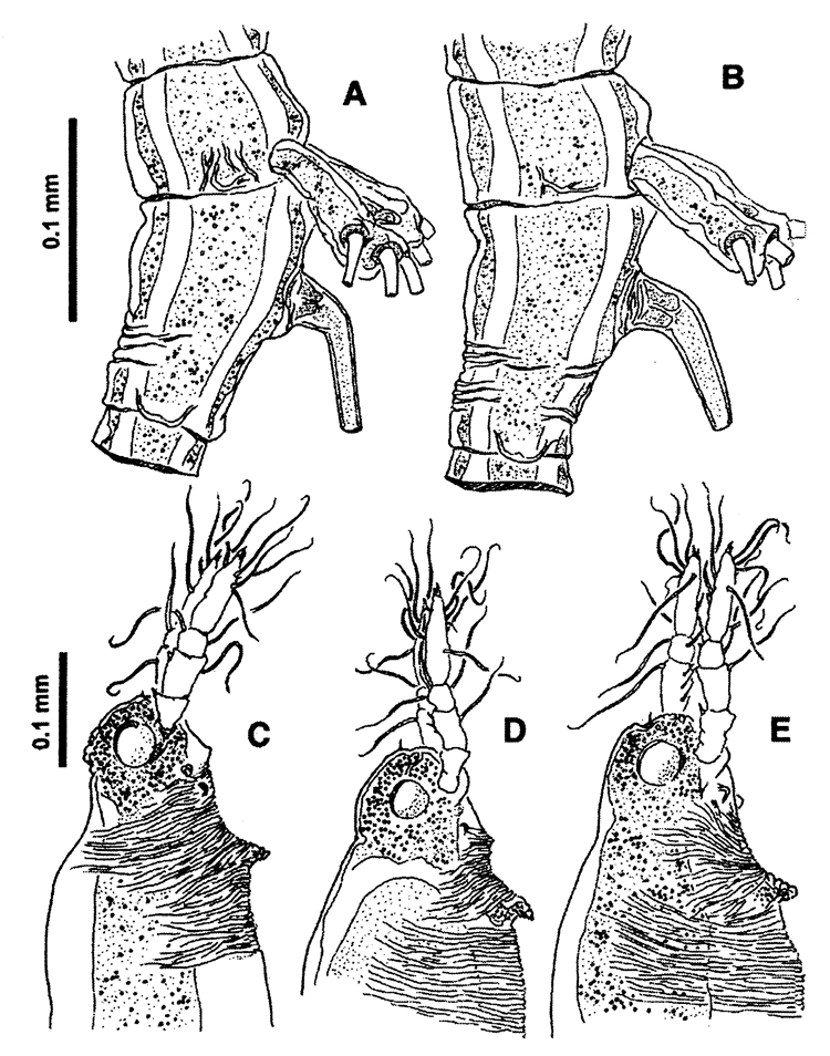 Espce Cymbasoma davisi - Planche 5 de figures morphologiques