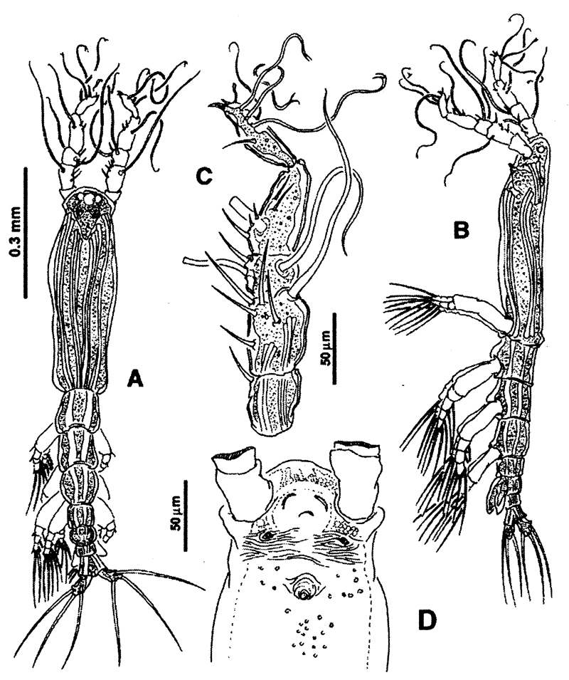 Espce Cymbasoma quadridens - Planche 2 de figures morphologiques