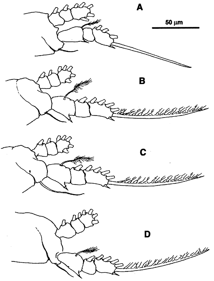 Species Cymbasoma quadridens - Plate 3 of morphological figures