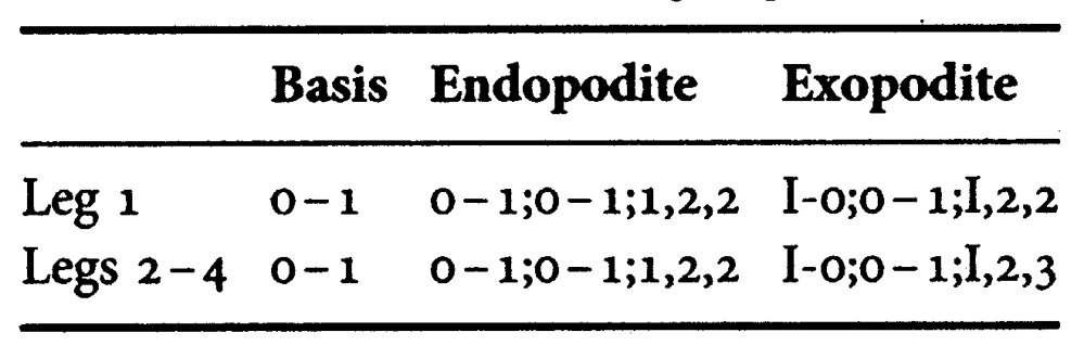 Espce Cymbasoma quadridens - Planche 4 de figures morphologiques