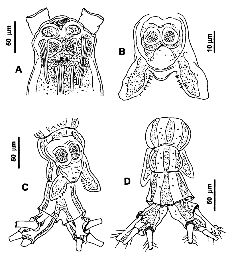Espce Cymbasoma quadridens - Planche 5 de figures morphologiques