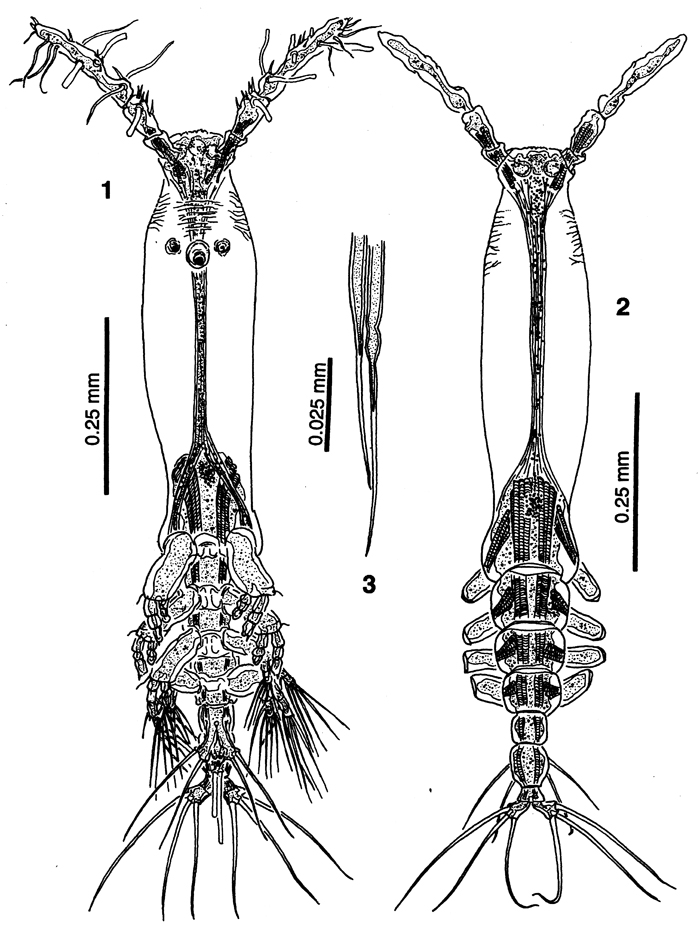 Species Cymbasoma nicolettae - Plate 1 of morphological figures