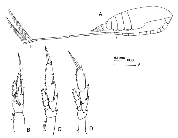 Espèce Neocalanus gracilis - Planche 2 de figures morphologiques