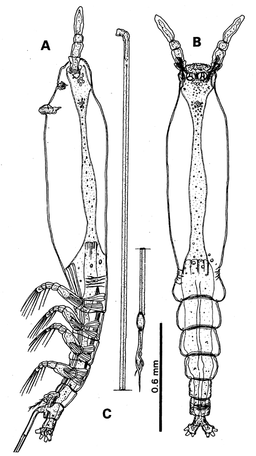 Species Cymbasoma californiense - Plate 1 of morphological figures