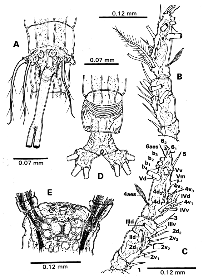 Species Cymbasoma californiense - Plate 2 of morphological figures