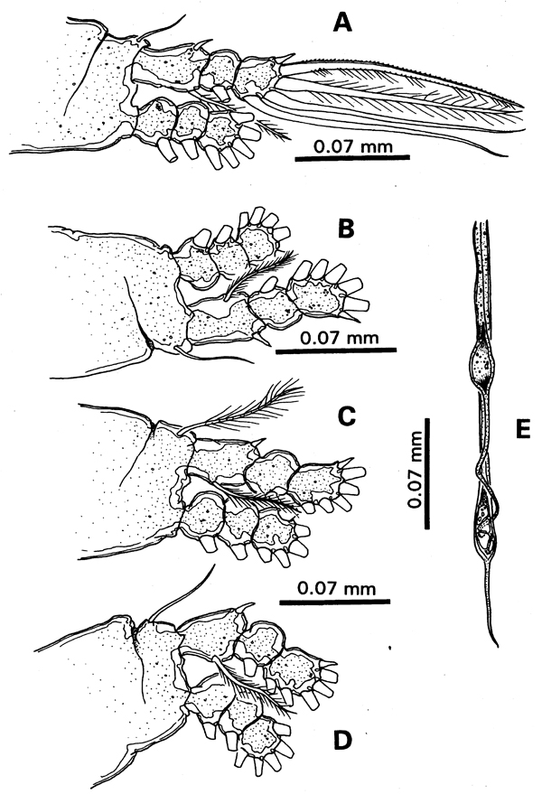 Species Cymbasoma californiense - Plate 4 of morphological figures