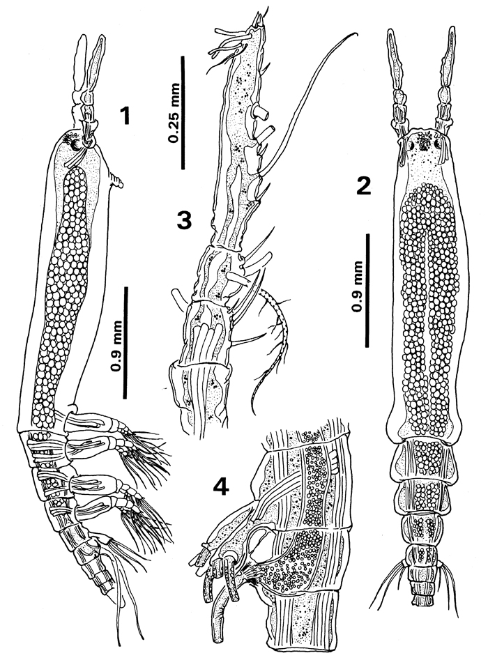Espce Monstrilla careli - Planche 4 de figures morphologiques