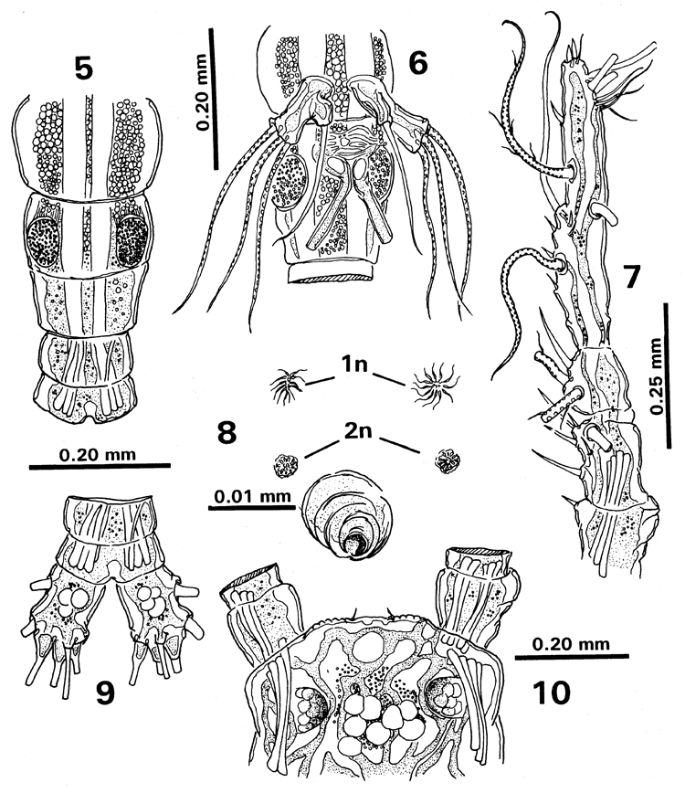 Espce Monstrilla careli - Planche 5 de figures morphologiques