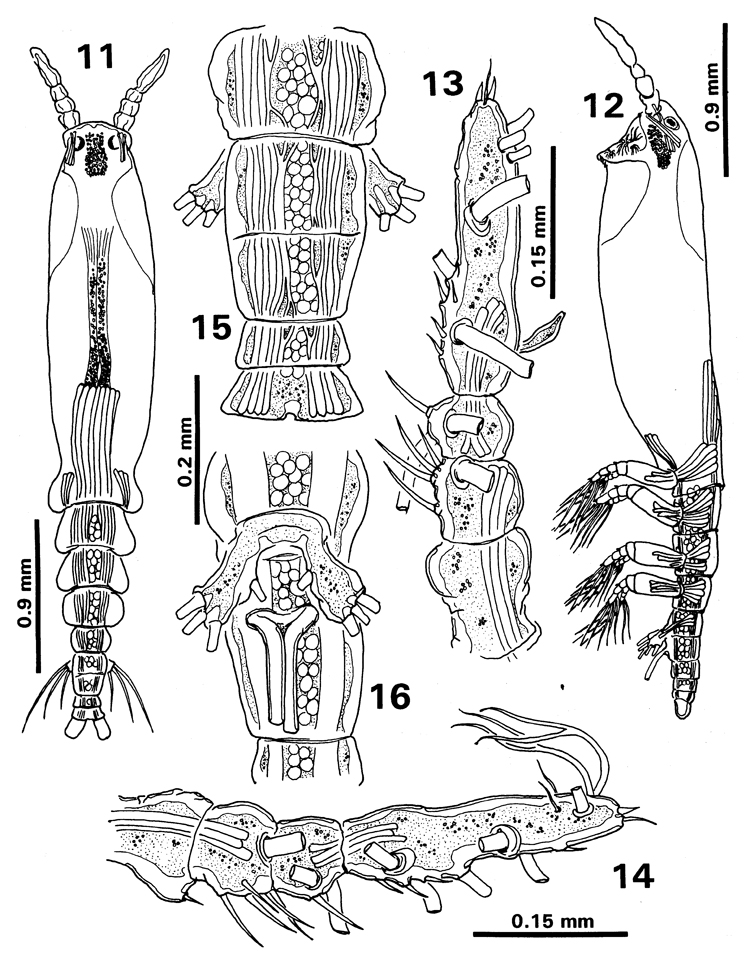 Espce Monstrilla careloides - Planche 1 de figures morphologiques