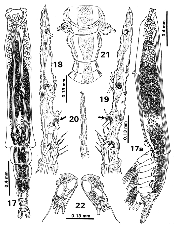 Espce Monstrilla elongata - Planche 4 de figures morphologiques