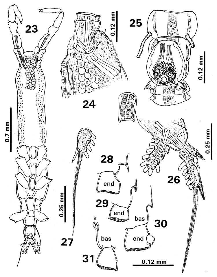 Espce Monstrilla elongata - Planche 6 de figures morphologiques