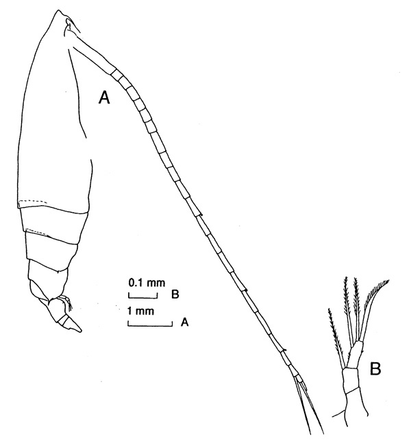 Species Rhincalanus gigas - Plate 2 of morphological figures
