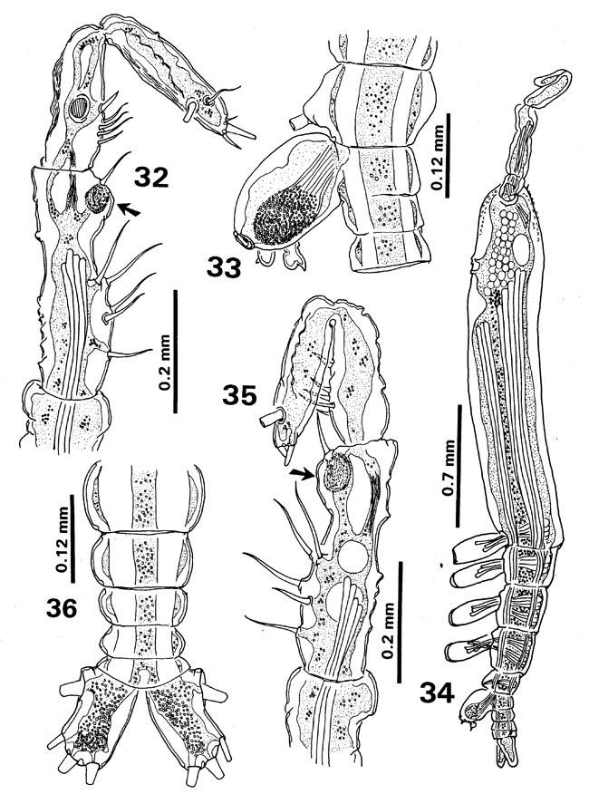 Espce Monstrilla elongata - Planche 7 de figures morphologiques
