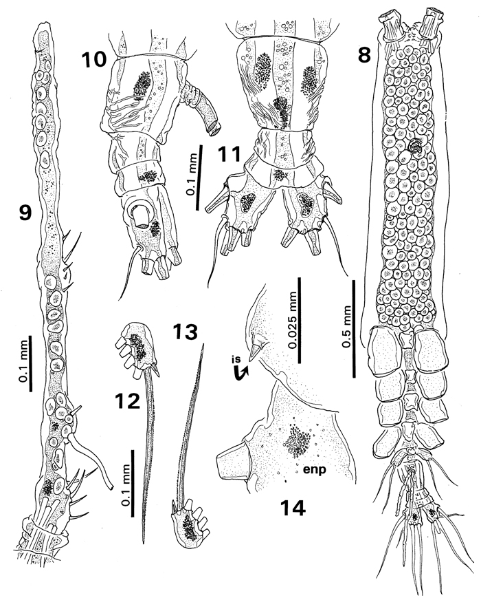 Species Monstrilla satchmoi - Plate 2 of morphological figures
