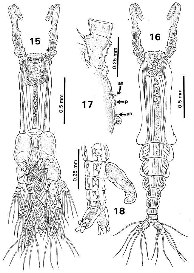 Espce Monstrilla bahiana - Planche 2 de figures morphologiques