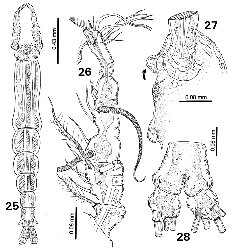 Species Cymbasoma rochai - Plate 1 of morphological figures
