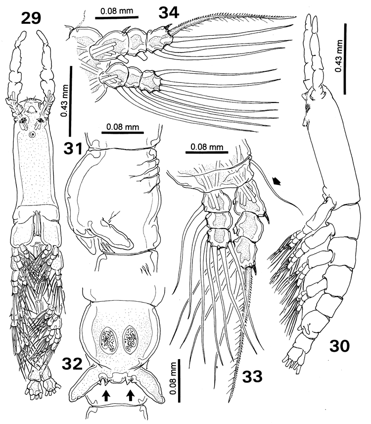 Species Cymbasoma rochai - Plate 2 of morphological figures