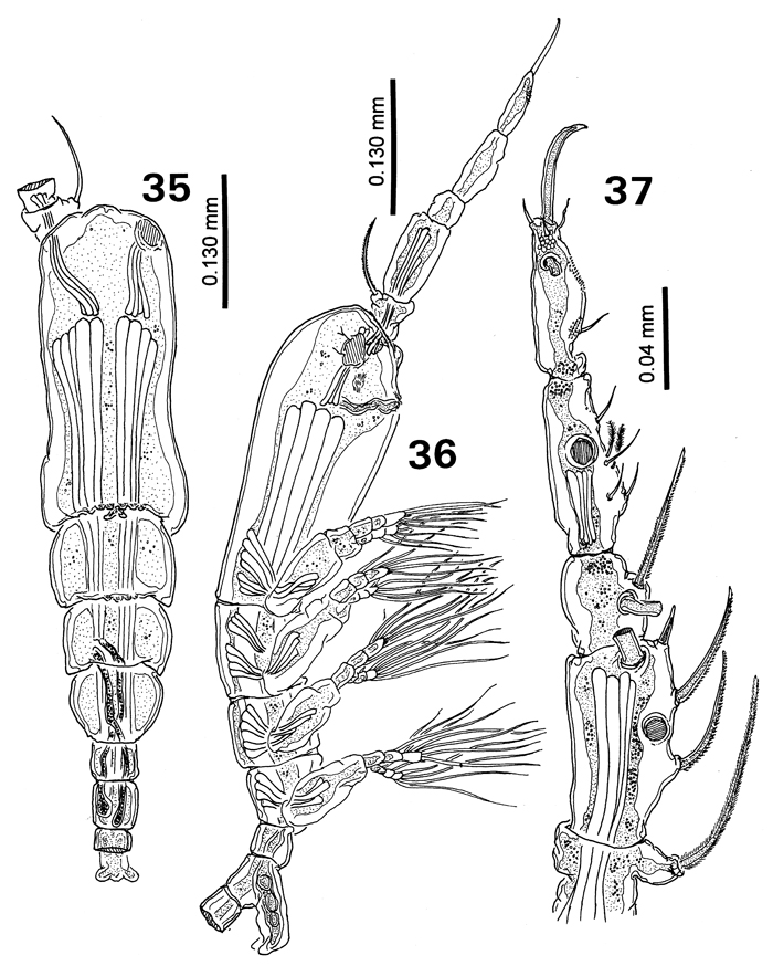 Espce Monstrillopsis fosshageni - Planche 1 de figures morphologiques