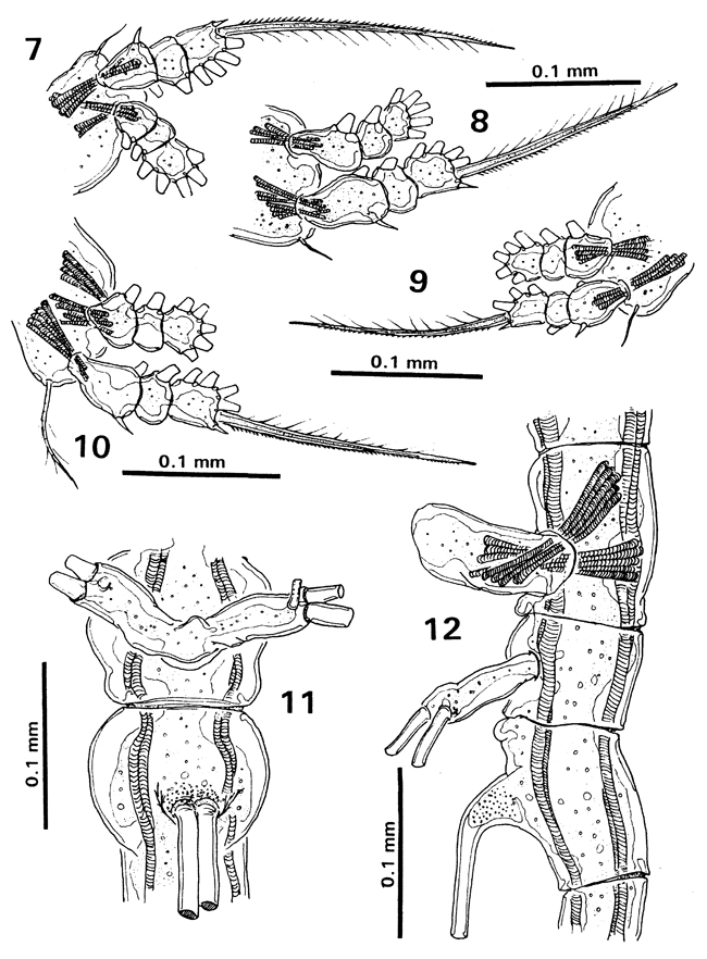 Espèce Cymbasoma boxshalli - Planche 6 de figures morphologiques