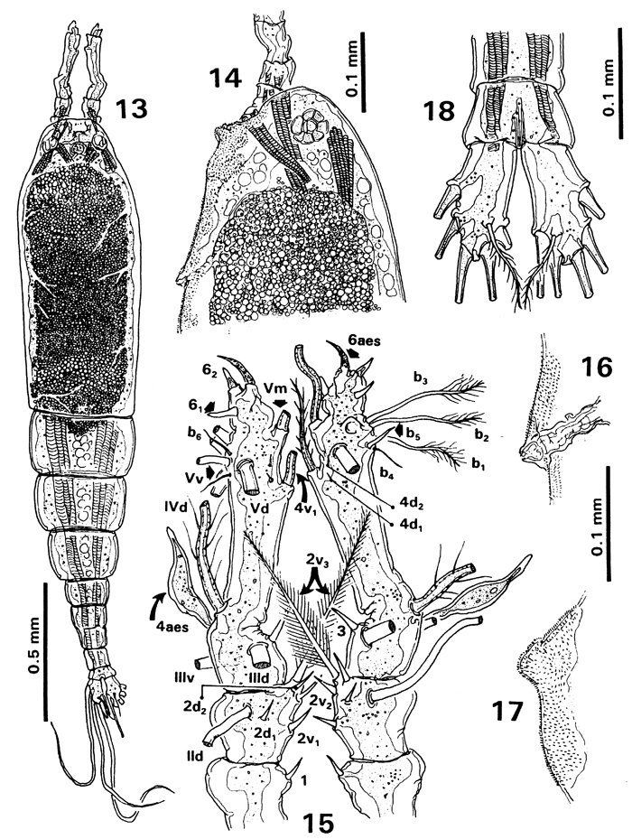 Espèce Monstrilla inserta - Planche 2 de figures morphologiques