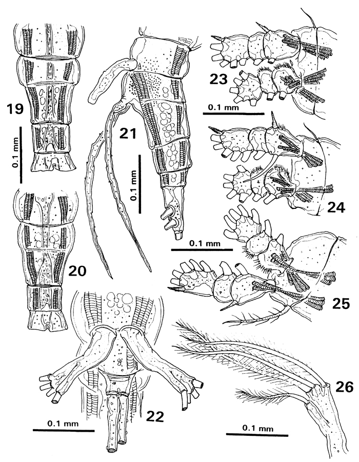 Species Monstrilla inserta - Plate 3 of morphological figures