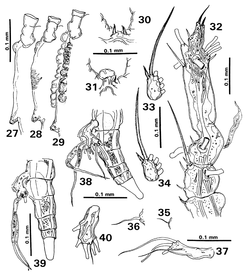 Espèce Monstrilla inserta - Planche 4 de figures morphologiques