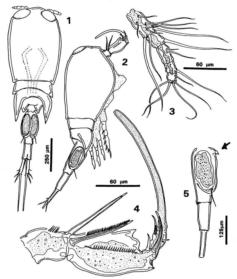 Species Corycaeus (Onychocorycaeus) giesbrechti - Plate 17 of morphological figures