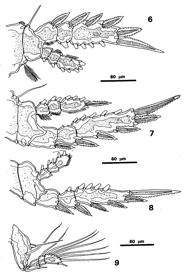 Species Corycaeus (Onychocorycaeus) giesbrechti - Plate 18 of morphological figures
