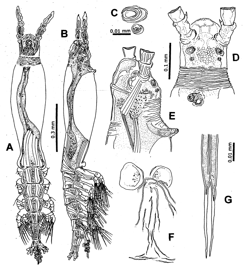 Species Cymbasoma concepcionae - Plate 1 of morphological figures
