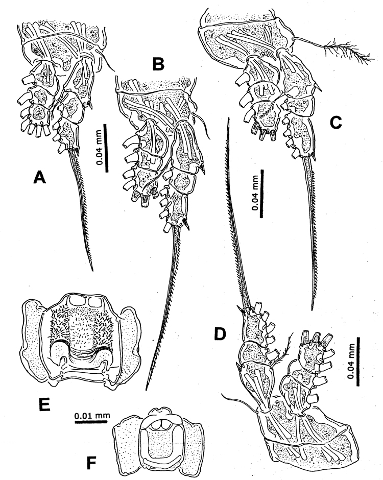 Species Cymbasoma concepcionae - Plate 3 of morphological figures