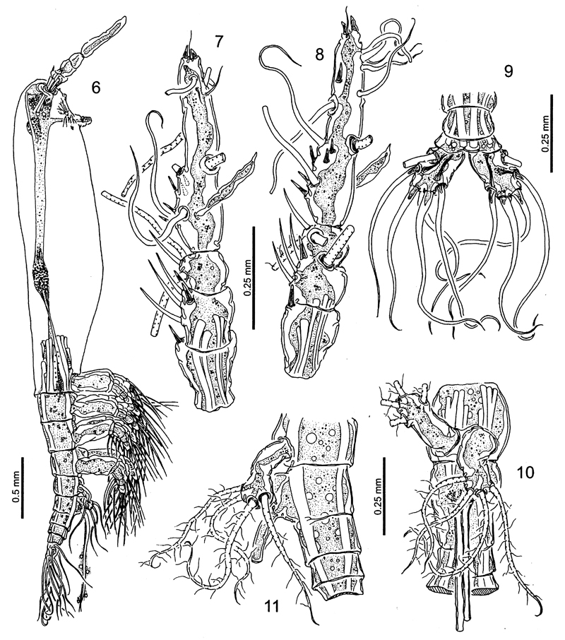 Species Monstrilla longa - Plate 3 of morphological figures