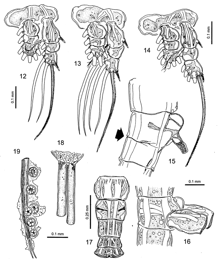 Species Monstrilla longa - Plate 4 of morphological figures