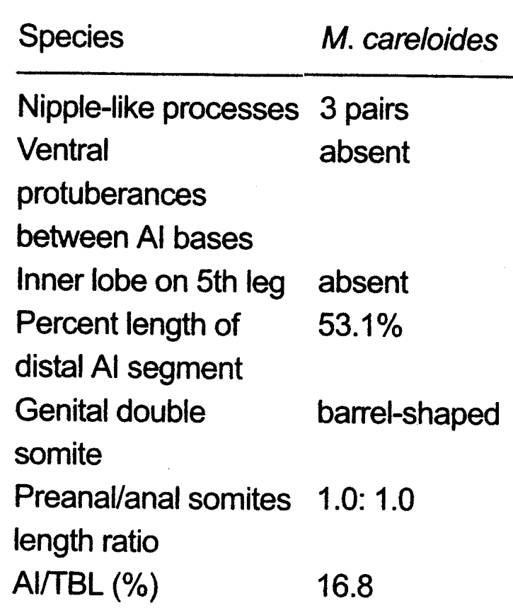 Espce Monstrilla careloides - Planche 3 de figures morphologiques